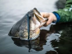 Googan Baits Blazin' Worm -Fishing Gear Store lifestyle blazinworm googanbaits bt6a0442