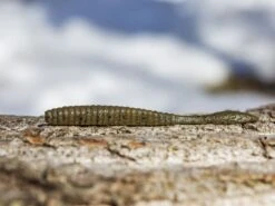 Berkley Powerbait Maxscent Flat Worm -Fishing Gear Store lifestyle flatworm berkley 02