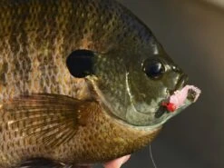 Z-Man Larvaz -Fishing Gear Store lifestyle larvaz zman fishmouth 1