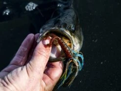 Z-Man Midwest Finesse Swim Jig -Fishing Gear Store lifestyle midwestfinesseswimjig zman bluegill 3