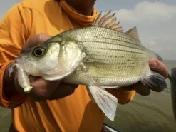 Z-Man Stingerz 13 Z-Man Stingerz -Fishing Gear Store lifestyle stingerz zman fishmouth 1