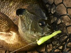 Z-Man Tiny Ticklerz 14 Z-Man Tiny Ticklerz -Fishing Gear Store lifestyle tinyticklerz zman closefish 1