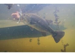 Googan Baits Saucy Swimmer -Fishing Gear Store photo jul 16 5 33 35 am